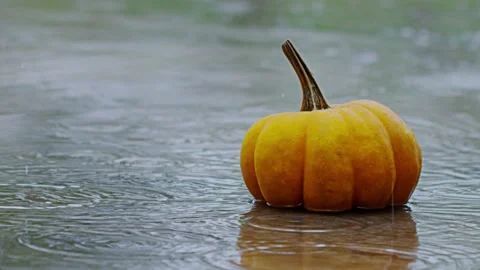 pumpkin sitting in the rain